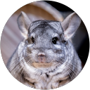 Profilbild von „Chinchila 2023“